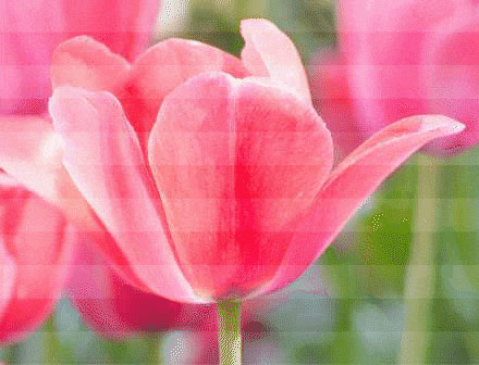 fine pixel pitch led display screen