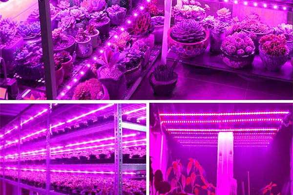 TLI LED-Plants Lighting LED