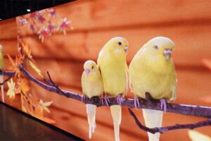 TLI LED P4.81mm outdoor Rental LED screen TRE1000-main